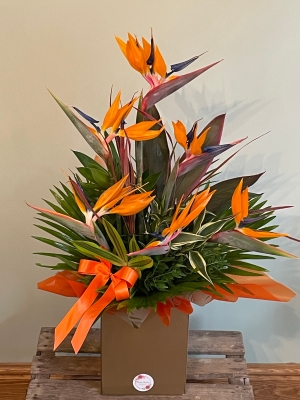 Tropicana